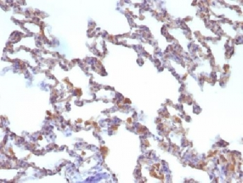 Moesin Antibody