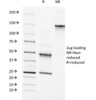 Moesin Antibody