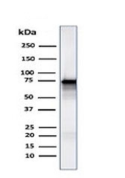 Moesin Antibody