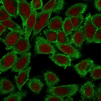 Moesin Antibody