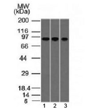 Villin Antibody
