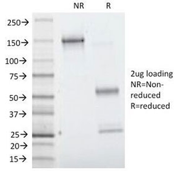 Villin Antibody