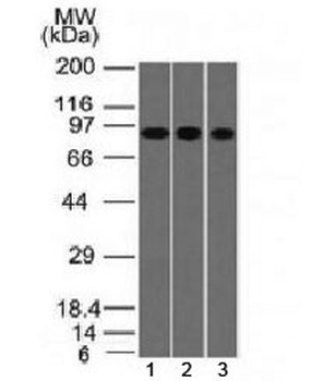 Villin Antibody