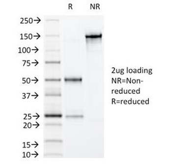 Villin Antibody