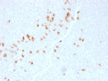 IgG4 Antibody