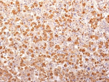 POMC Antibody / ACTH / N-Terminal
