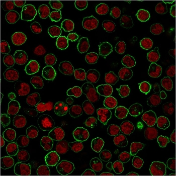 CD45RB Antibody (B-cell marker)