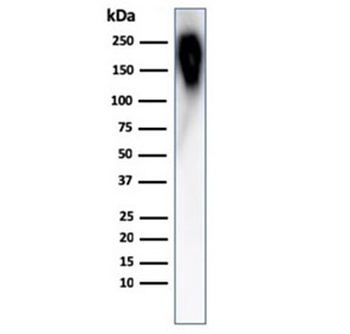 CD45RB Antibody (B-cell marker)