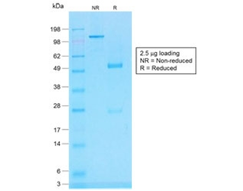 CD45RB Antibody (B-cell marker)