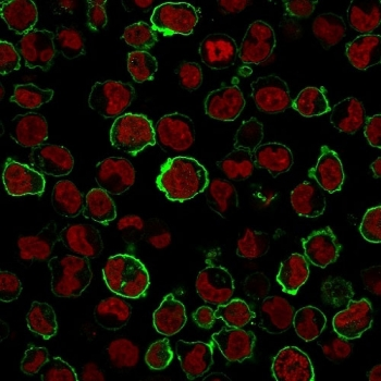 CD43 Antibody