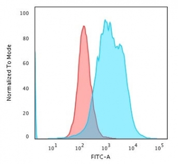 Calponin 1 Antibody