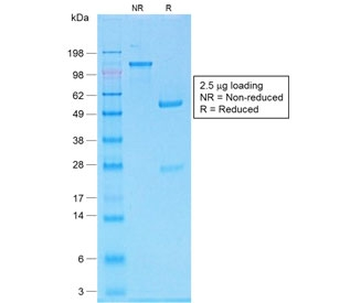 MART-1 / Melan-A Antibody