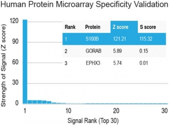 S100B Antibody