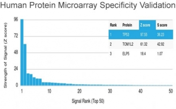 p53 Antibody / TP53 (N-Terminal Region)