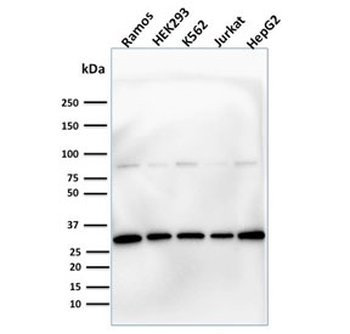 Prohibitin Antibody / PHB