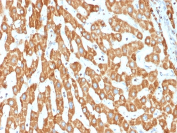 Prohibitin Antibody / PHB