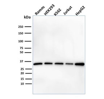Prohibitin Antibody / PHB