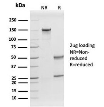 Prohibitin Antibody / PHB