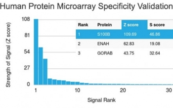 S100B Antibody