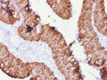 EpCAM Antibody / Extracellular domain