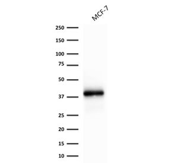 EpCAM Antibody / Extracellular domain