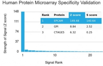 EpCAM Antibody / Extracellular domain