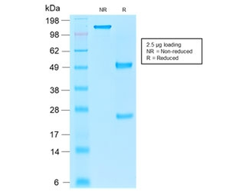 EpCAM Antibody / Cytoplasmic domain