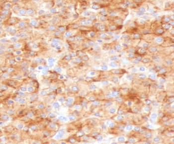 Recombinant Chromogranin A Antibody