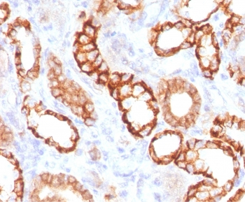 Cadherin 16 Antibody