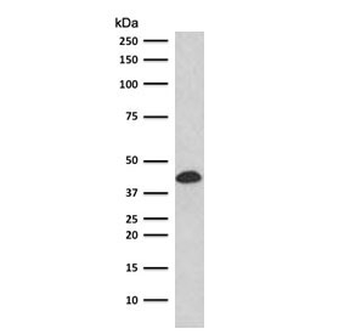 Glycophorin A Antibody