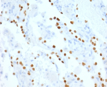 NKX2.1 Antibody / TTF-1