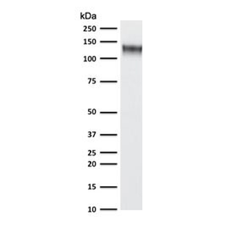 CD43 Antibody