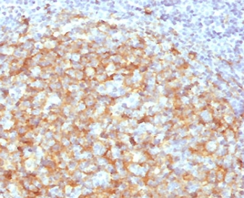 CD14 Antibody
