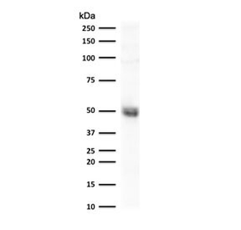 CD14 Antibody