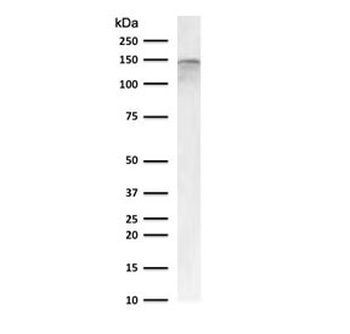CD22 Antibody