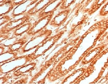 Calnexin Antibody