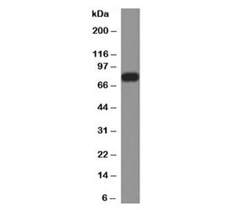 Calnexin Antibody