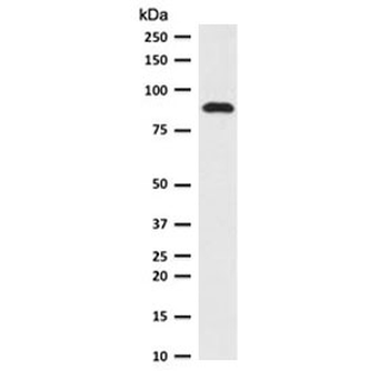 TLE1 Antibody