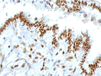 TLE1 Antibody