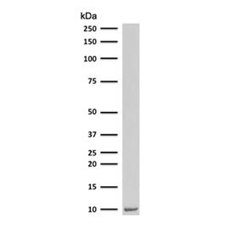 Ubiquitin Antibody
