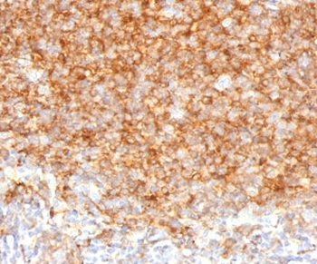 CD40 Antibody