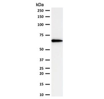 OCT-2 Antibody / POU2F2