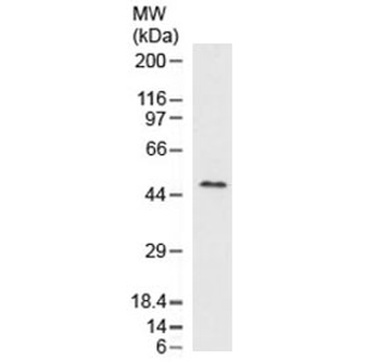Adipophilin Antibody / Perilipin 2 / ADRP / PLIN2