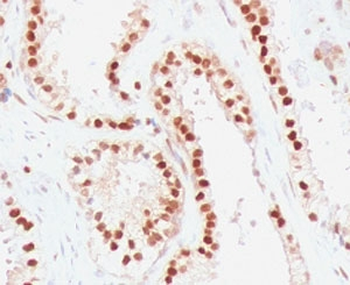 RAD51 Antibody