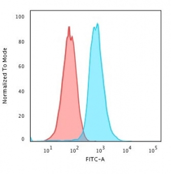 RAD51 Antibody