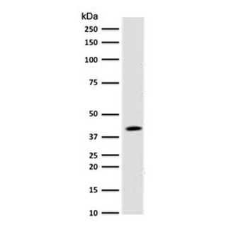 BMI1 Antibody