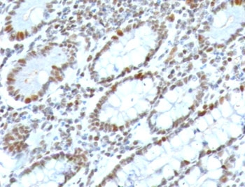 BMI1 Antibody