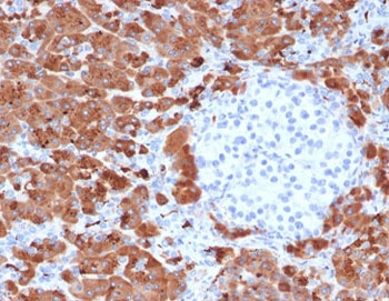 Carboxypeptidase A1 Antibody / CPA1