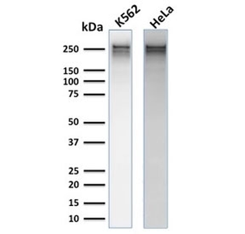 SPTA1 Antibody / Spectrin alpha 1