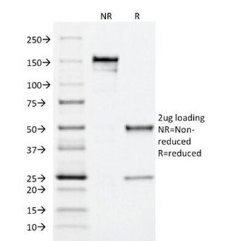 MRP1 Antibody / ABCC1